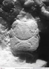 Historisches Foto von Munitheites kuepperi (Fraaije et al., 2019) (NHMW-AFW-GEO-BACHMAYER-FOTO-1990-0041-0496)